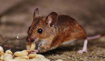 24 Hour & Emergency Exterminators in Bloomfield, PA